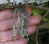 Ramalina subleptocarpha image