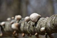 Fomitopsis betulina image