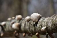 Fomitopsis betulina image