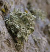 Ramalina canariensis image