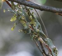Ramalina menziesii image