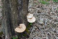 Polyporus squamosus image