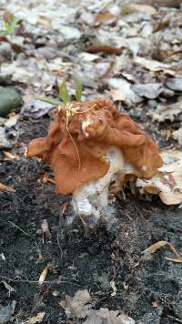 Gyromitra korfii image