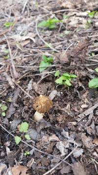 Morchella punctipes image