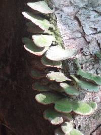 Trametes versicolor image