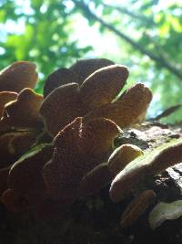 Trametes versicolor image