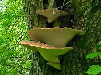 Polyporus squamosus image