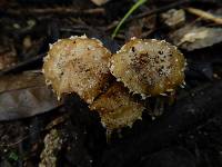 Pholiota subflammans image