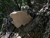 Ganoderma brownii image