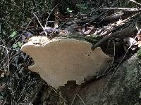 Ganoderma brownii image