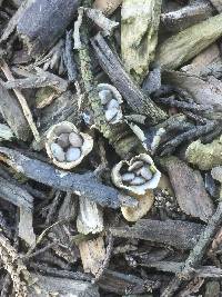 Cyathus olla image