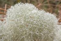 Cladonia evansii image