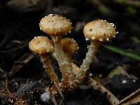 Pholiota subflammans image