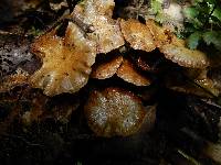 Pholiota subflammans image