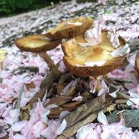 Agrocybe praecox image