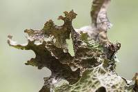 Lobaria pulmonaria image