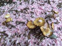 Agrocybe praecox image