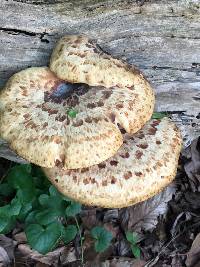 Polyporus squamosus image