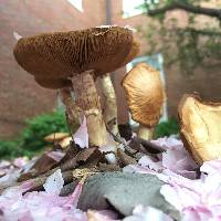 Agrocybe praecox image