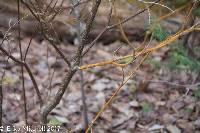 Cryptodiaporthe corni image
