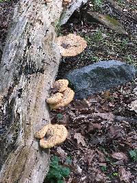 Polyporus squamosus image