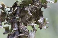 Lobaria pulmonaria image