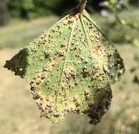 Puccinia malvacearum image