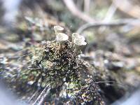 Cladonia chlorophaea image