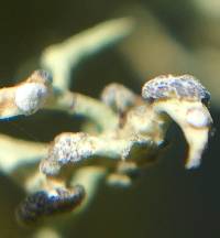 Niebla cephalota image