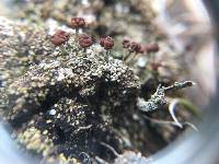 Cladonia peziziformis image