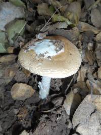 Amanita velosa image