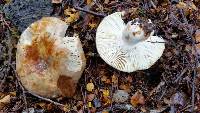 Russula purpureotincta image