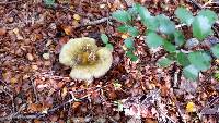 Russula tawai image