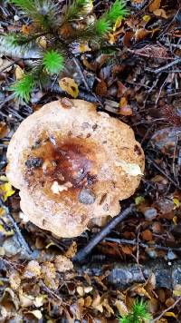 Russula pseudoareolata image