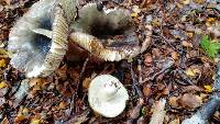 Russula tawai image