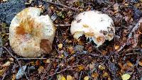 Russula purpureotincta image