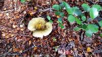 Russula tawai image