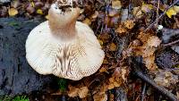 Russula pseudoareolata image