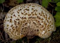 Polyporus squamosus image