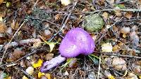 Cortinarius porphyroideus image