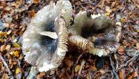 Russula tawai image