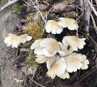 Psathyrella candolleana image