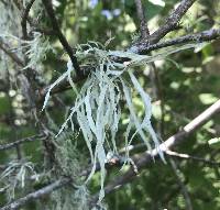 Ramalina subleptocarpha image