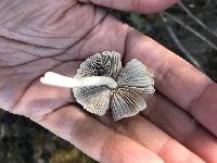 Psathyrella candolleana image