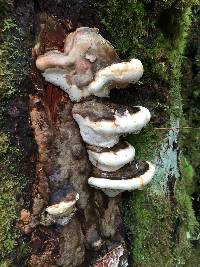 Fomitopsis ochracea image