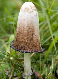 Coprinus comatus image