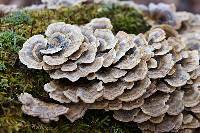 Trametes versicolor image