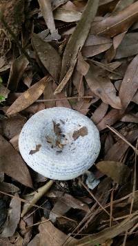 Lactarius indigo image