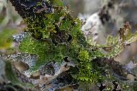 Lobaria pulmonaria image