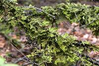 Lobaria pulmonaria image